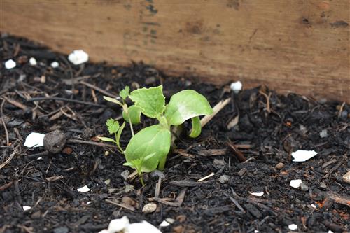 Week 5 Cucumbers 